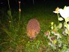 IMG_20170816_224515.jpg
