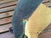 IMG_3502.jpeg