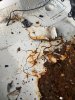Rost_Fussraum02.jpg
