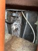 IMG_0098.jpeg