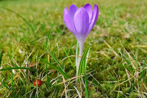 Crocus_(6779985686).jpg