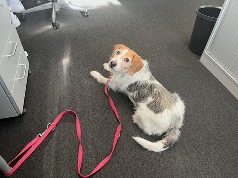 Therapiehund.jpg