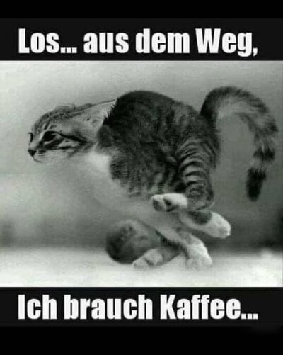 kaffee_katze.jpg