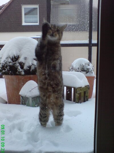 kampfkatze 007.jpg