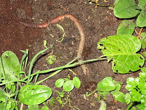 300px-Lumbricus_terrestris.JPG