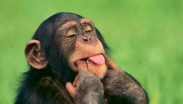 simpanz.jpg