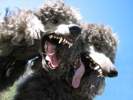 hundescheisse-pudel.jpg