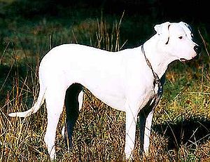 300px-Dogo_Argentino.jpg