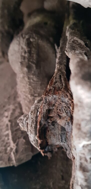 20190526_175154.thumb.jpg.8379bd15dd378af3d1fd2a2fee471513.jpg