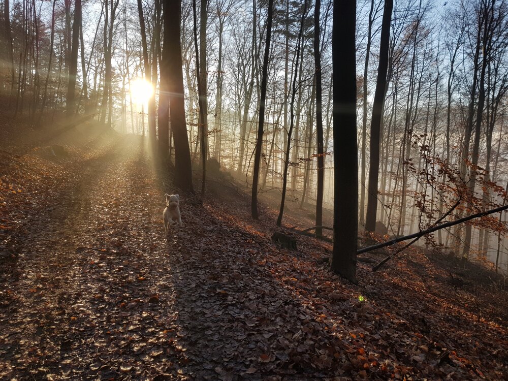 2021010517532700.thumb.jpg.f4364741225eb1a28e2c68abdfda66e7.jpg