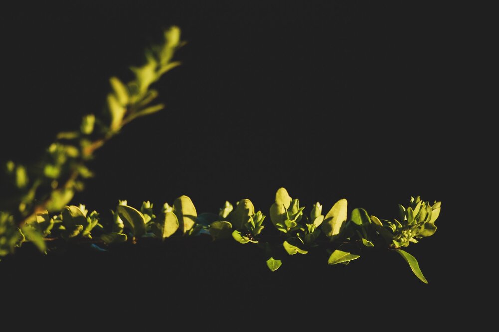 299C9866-338E-473F-81F3-4C5E325C66DD.thumb.jpeg.f0b7dbc738a29b4c37805e89c8dc81f1.jpeg