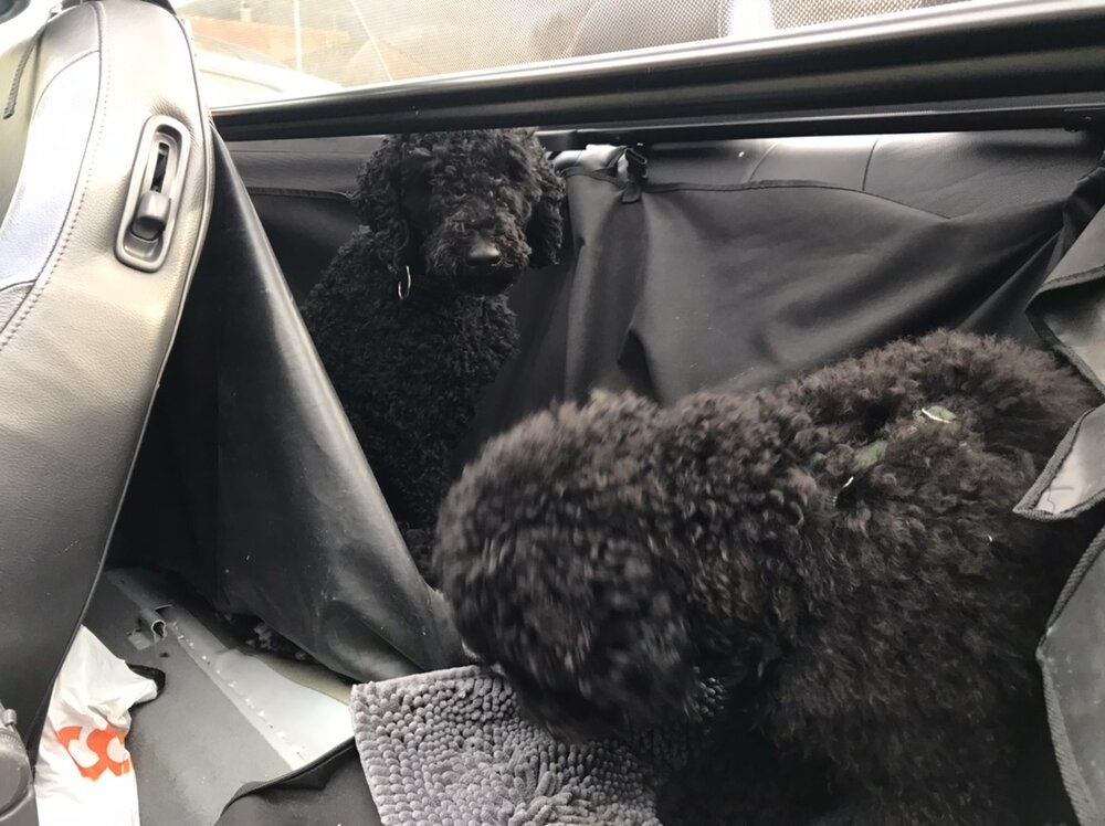 A6606440-09B3-42A2-9C61-D14A76AB4158.thumb.jpeg.78ae560e951a9c88f14497c4ab121865.jpeg