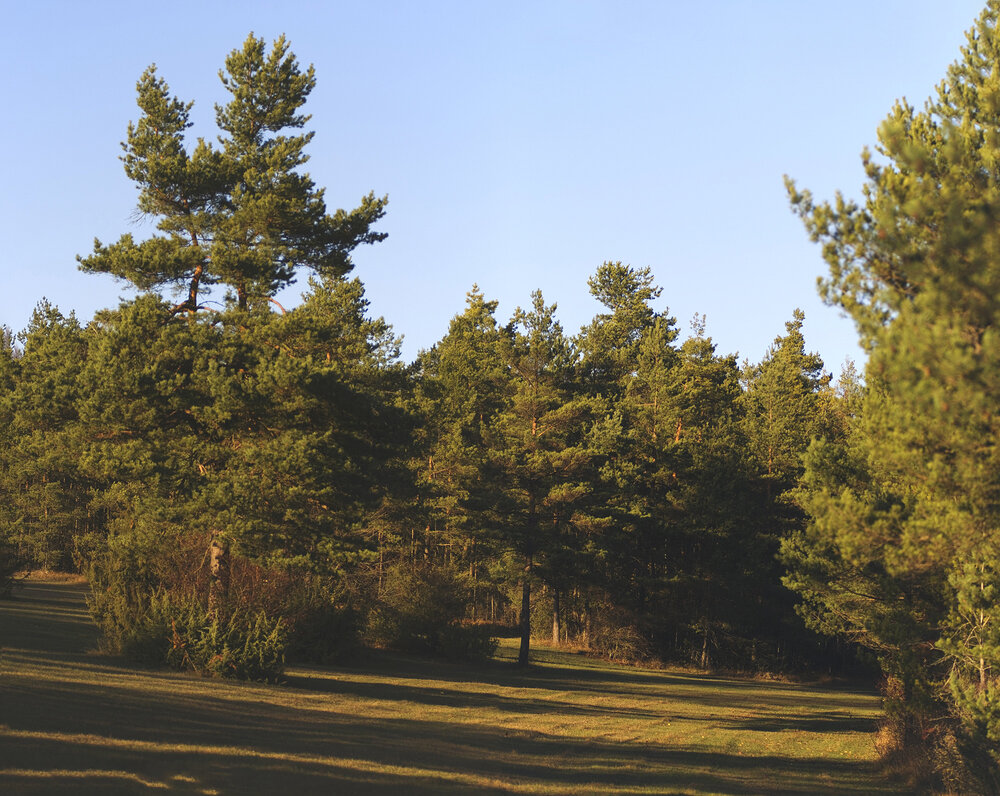BaumFriesen.thumb.jpg.d9e4f1283f37ca9472a2821d46e5af19.jpg