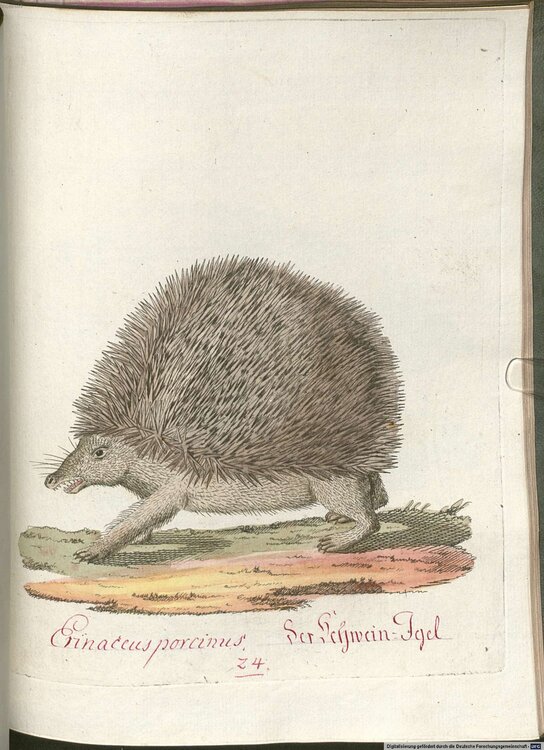 Beytrag_zur_Naturgeschichte_der_vierfigen_Thiere_2_Tafel_24.thumb.jpg.4fc22faa39b41f8d3419c6c9b946caf5.jpg