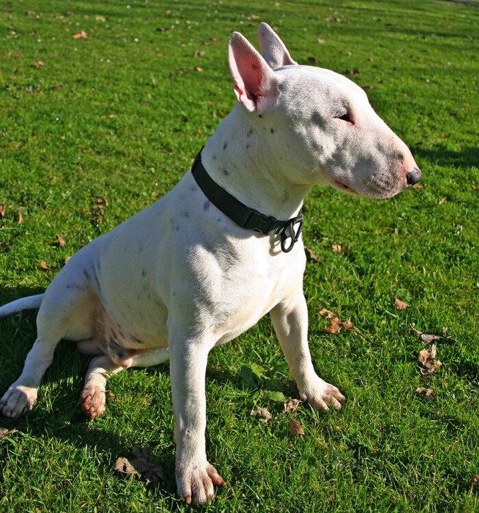 Bull_Terrier.thumb.jpg.c48754b92a302e75e4f933c42cd8975c.jpg
