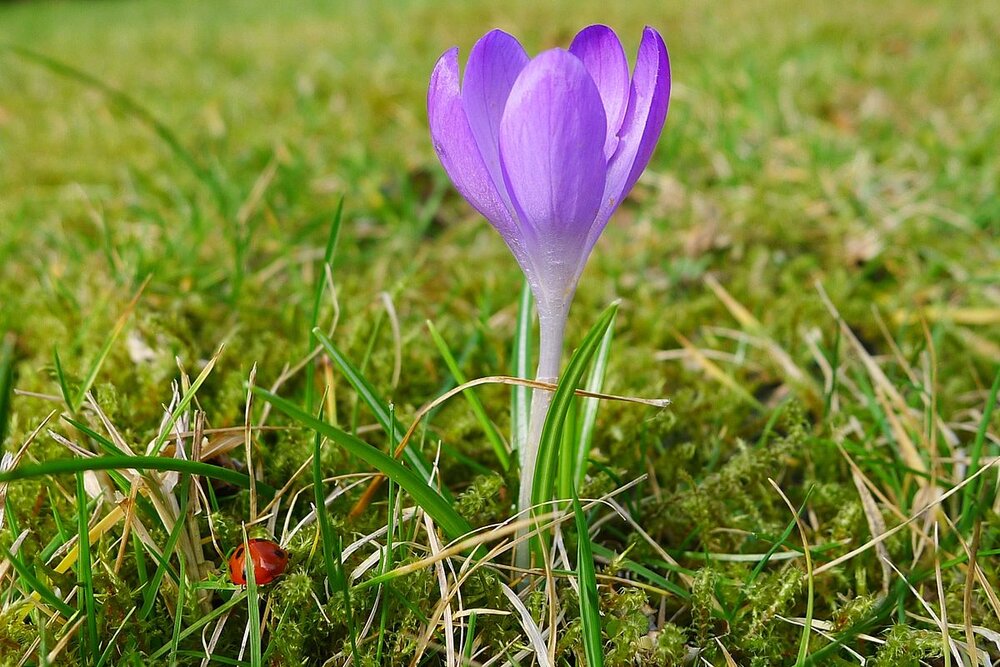 Crocus_(6779985686).thumb.jpg.f20422e78401404bf9aba8f45d49434f.jpg
