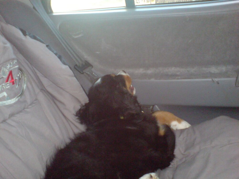 DSC00158.thumb.jpg.5b4284047474a172650761f798b8861a.jpg