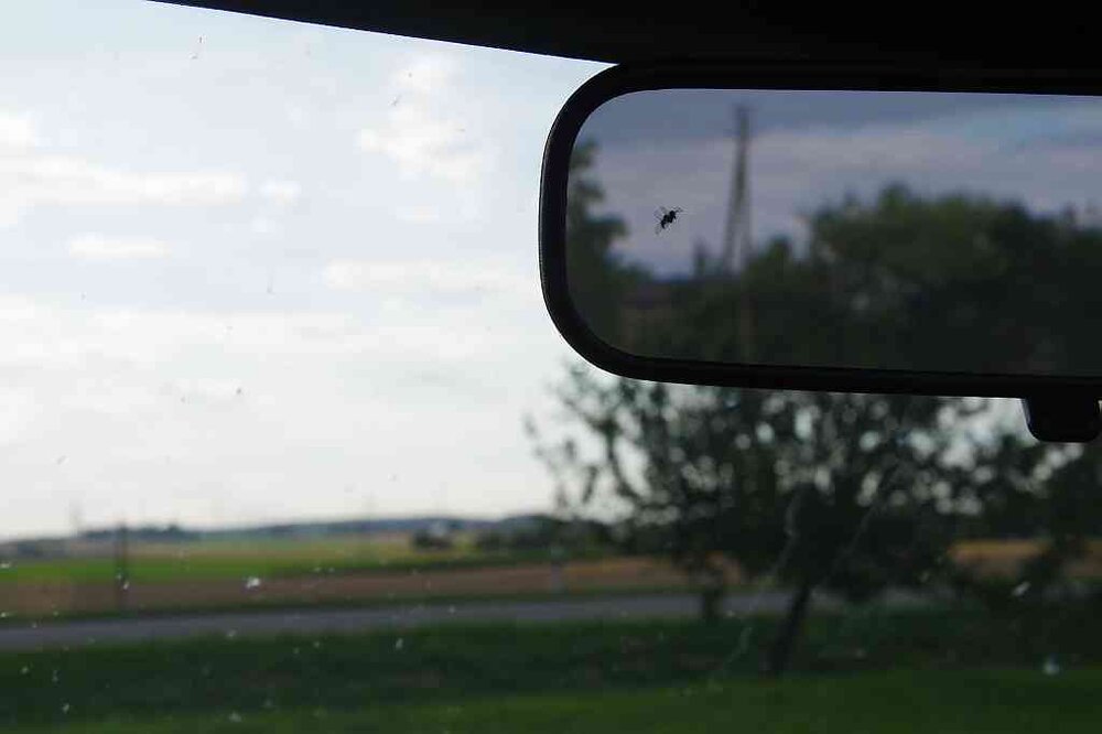 Fliege.thumb.jpg.1131f4360c0205ca7a26714cd563574a.jpg