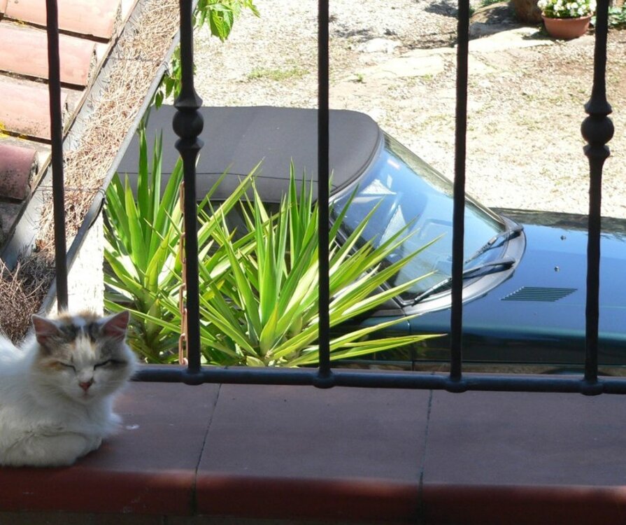 Hauskatze1.thumb.jpg.a5f8432bd4284dcbfbed9a83cbdc9d94.jpg