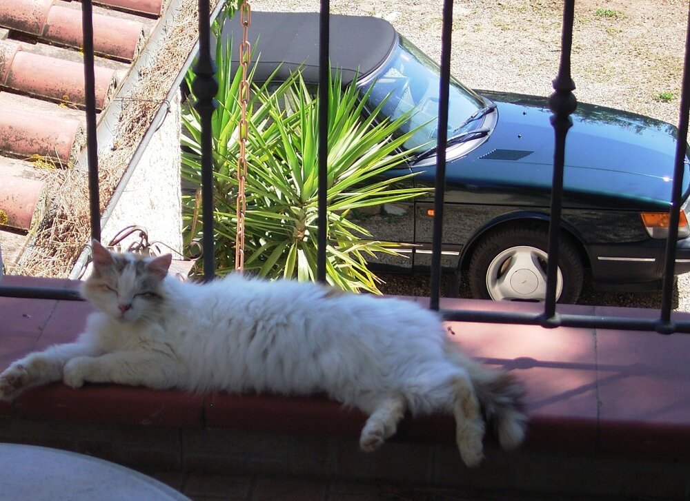 Hauskatze2.thumb.jpg.c784aae4667c394411a4e926bd7dc653.jpg