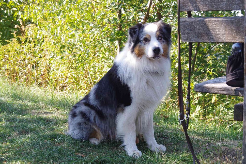 Hund.thumb.jpg.19db8b1290a20e36de554187b5aff9b1.jpg