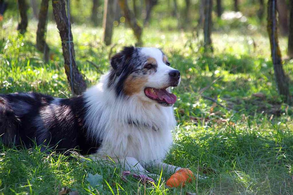 Hund.thumb.jpg.2442f2bd691f15b7170a3696a9524dd2.jpg
