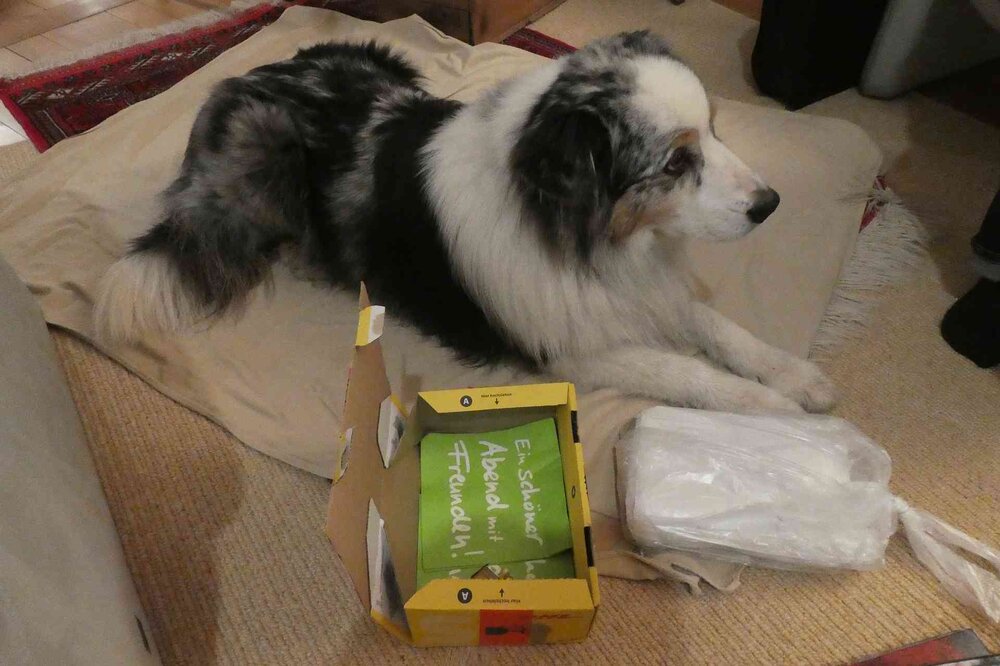 Hund.thumb.jpg.3ca5554475efcdf880a054738efba190.jpg