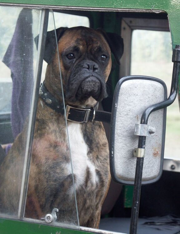 Hund.thumb.jpg.e687598693a1b1887a57b261ae5fdd35.jpg
