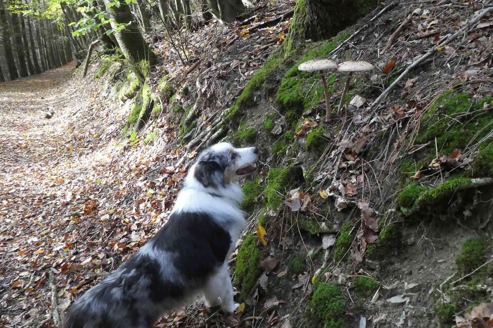 Hund.thumb.jpg.f6fbcbc0db63752baf91e376abb49922.jpg