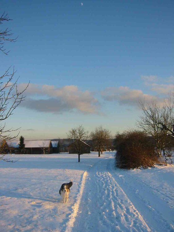 Hund_02.thumb.jpg.bef785e67d0e4c47aef233a89b85888d.jpg