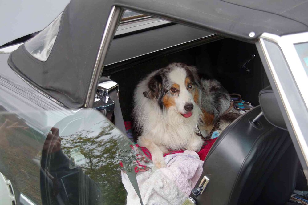Hundetier.thumb.jpg.3be77fbcd3a1fffcbed3d8b22d09d0f8.jpg