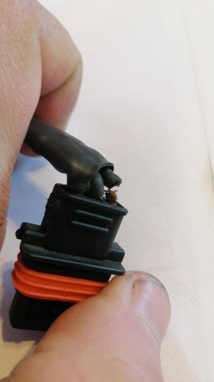 IMG-20220130-WA0008.thumb.jpg.b6482aabc084eb4eb10127aba0fea7a3.jpg