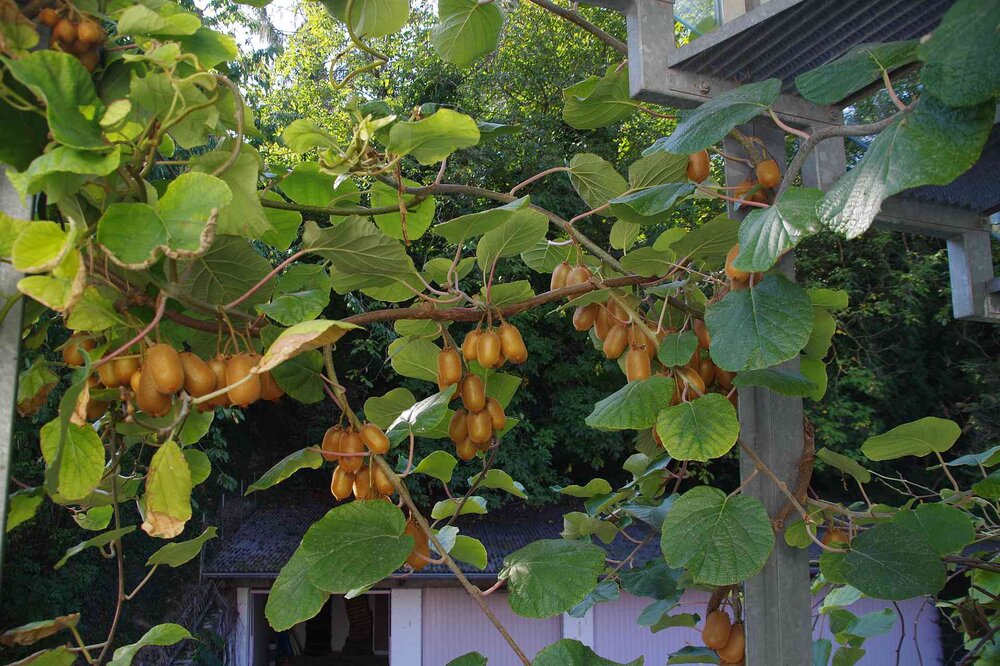 Kiwis.thumb.jpg.f9496072551c163c75f6cdcae9df071b.jpg