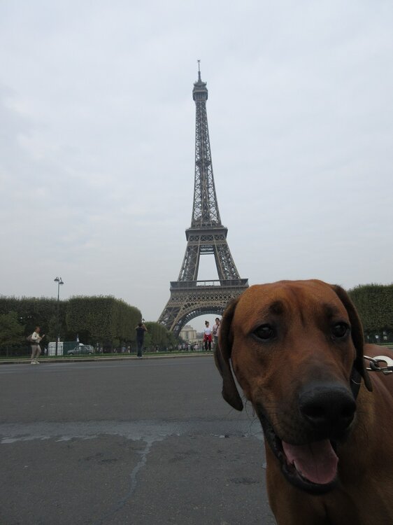 LouParis.thumb.jpg.0e072990166f9e704a6a9237010b4681.jpg