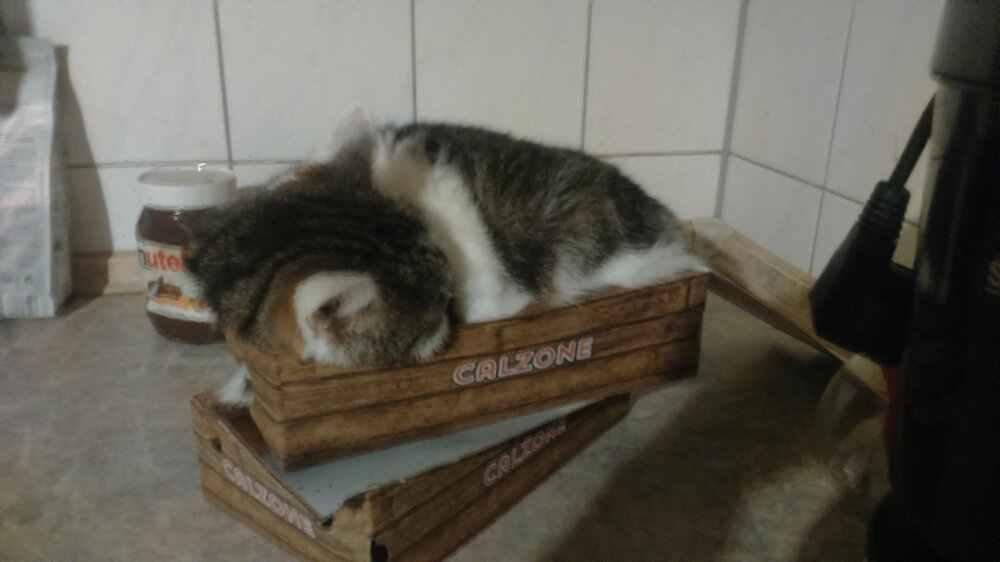 Mausi_calzone.thumb.JPG.974a3e09836a299bd9059e7ec01ce2a9.JPG