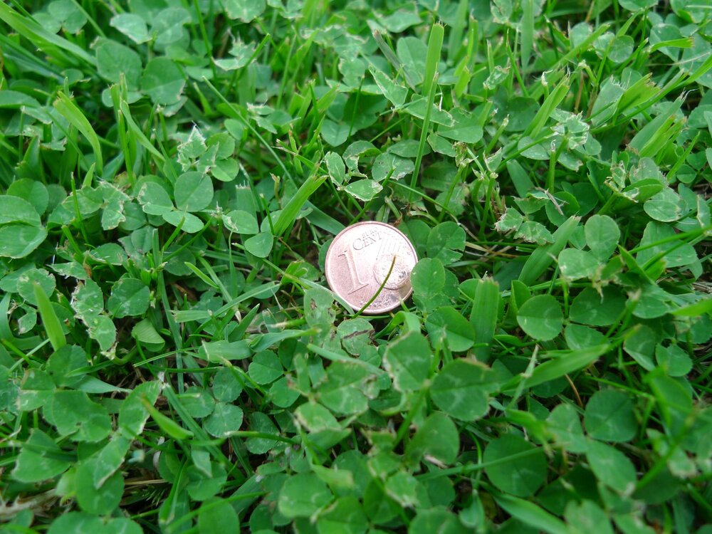 Mikroklee01.thumb.jpg.d0657e603b922330bb46fc69c13a42fd.jpg