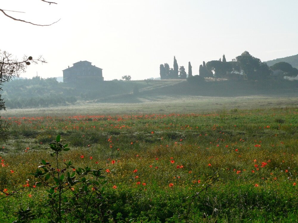 Morgennebel.thumb.jpg.5246bc5edb91cef2a336ede0ac599f37.jpg