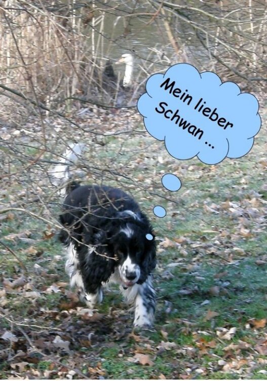 NickoSchwan_l.thumb.jpg.74a2037ed0ab34b7e9438c58c8c3693c.jpg