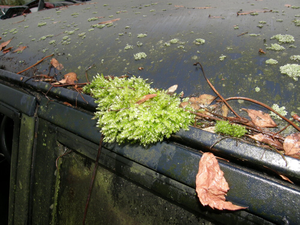 PA250208.thumb.JPG.a21cc6e580d371e5fc6ffc4b77db77a4.JPG