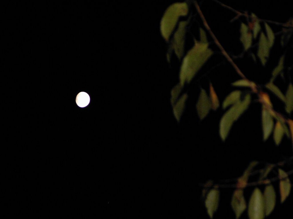 PIC01992.thumb.jpg.ff1b6802f5bc63dcd773aea1194bcb32.jpg