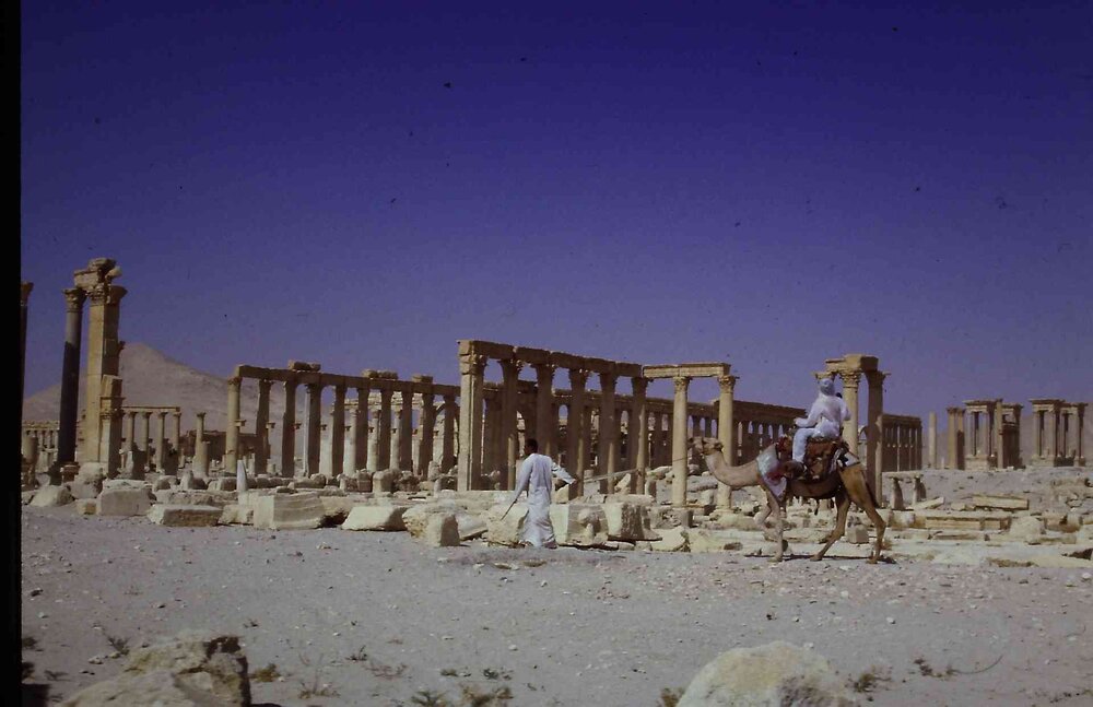 Palmyra_58.thumb.jpg.810fa53d0e6231861a01ad0a0e4812a1.jpg