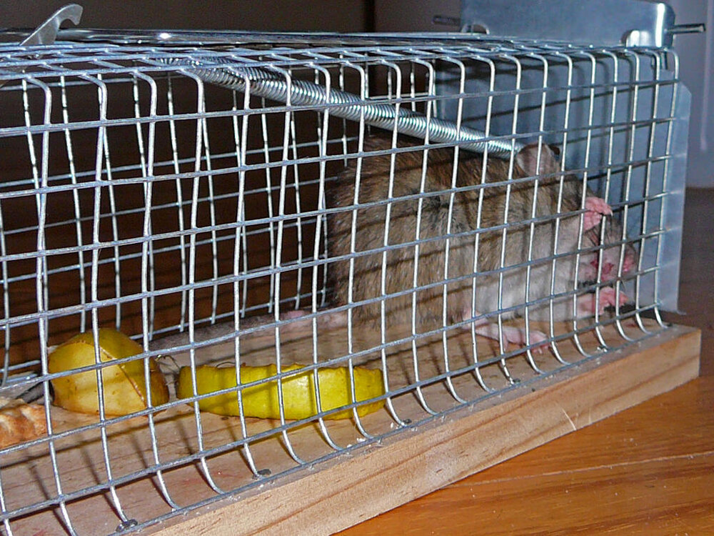 Ratte1.thumb.jpg.4bce1dc03349445252dd7dfbaa78f640.jpg