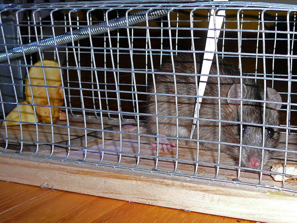 Ratte2.thumb.jpg.aa0766d496cc5297e8cba9d7d90882a5.jpg
