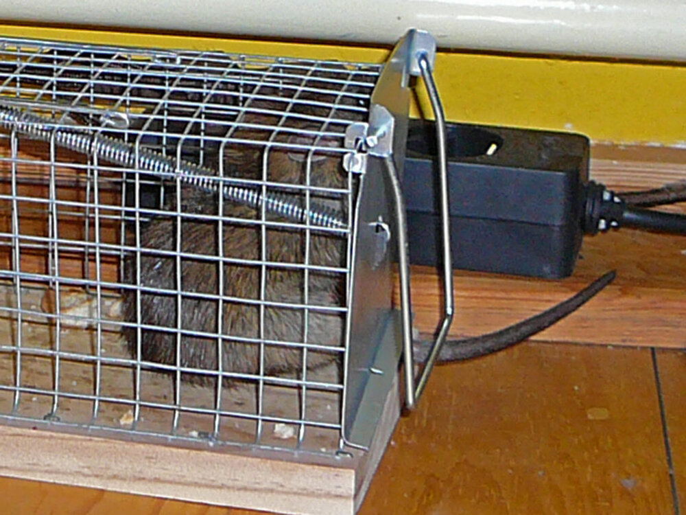 Ratte3.thumb.jpg.8ae20b0224769bdf222df20ce0b53ef8.jpg