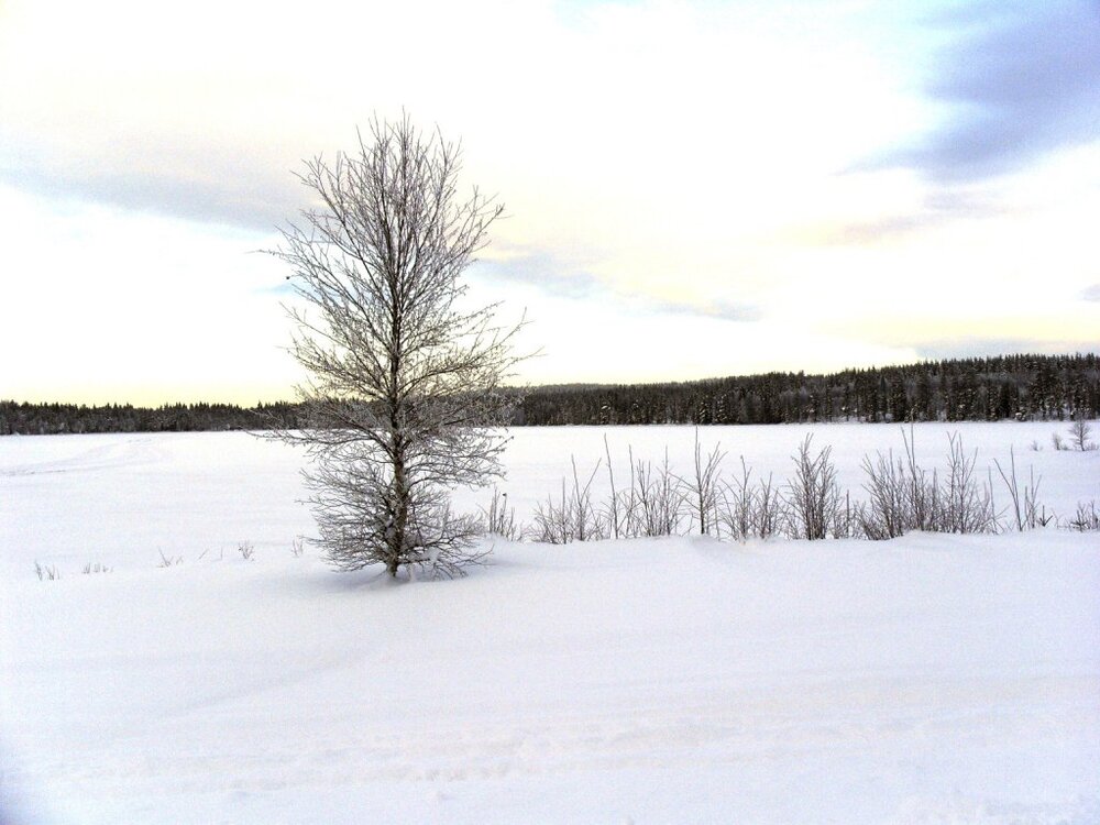 S1052008a.thumb.jpg.d74c020f3efc0fca1e178dddc3d830f7.jpg