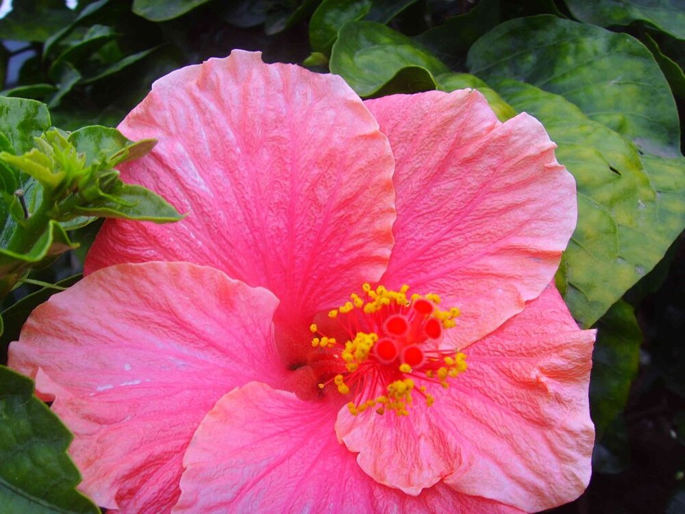 SSL25658a.thumb.jpg.3ddc966407a74b2faccc0f6d88a9a3ed.jpg