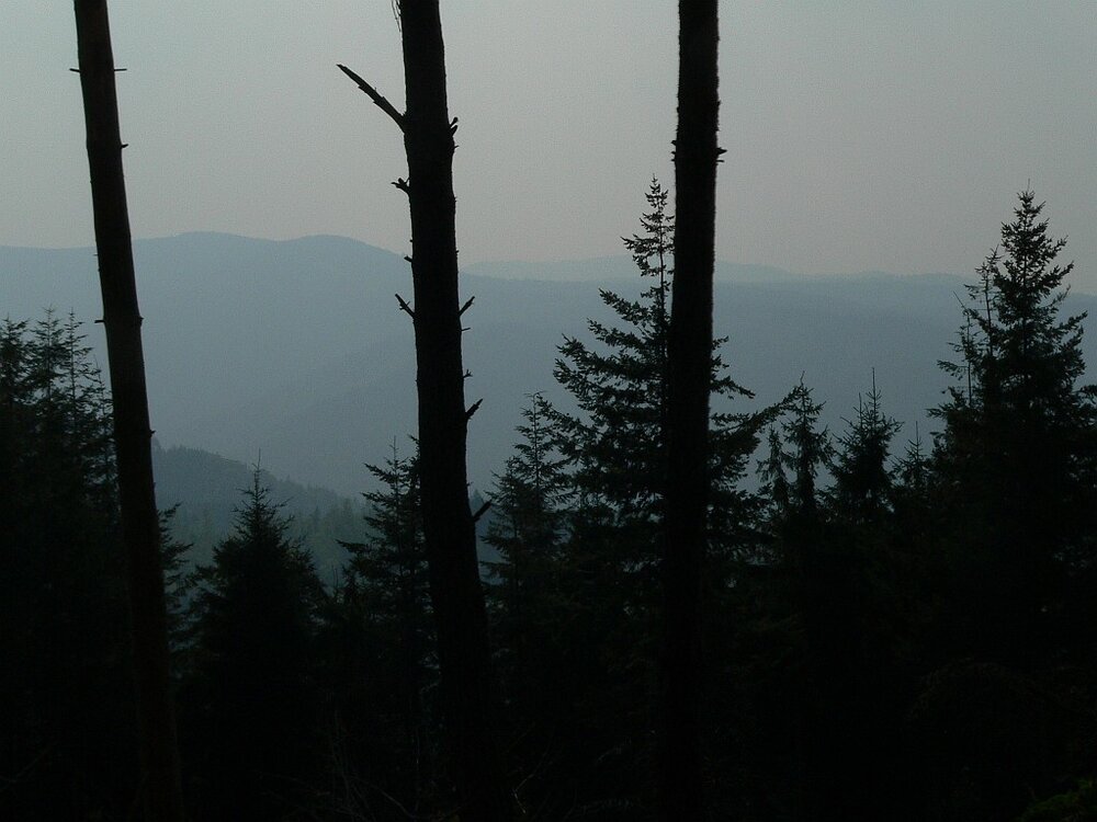 Schwarzwald.thumb.jpg.840d8a130ecba678f4b0ba0c522ccd22.jpg