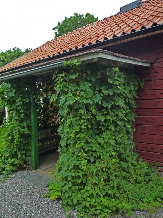 Schweden-37.thumb.jpg.3cc593dcdc5c5836ddb8ce95c6a52af0.jpg