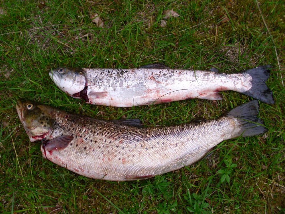 Schweden2012019.thumb.jpg.bd133e9d611c6aa88e52bd2c8c8a0dfd.jpg