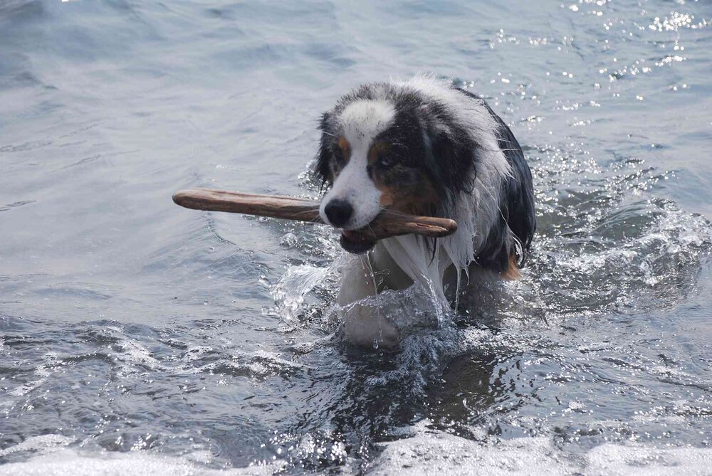 Seehund.thumb.jpg.23fa001d161a9b58760dfd83316a046d.jpg